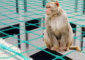 Monkey Safety Net